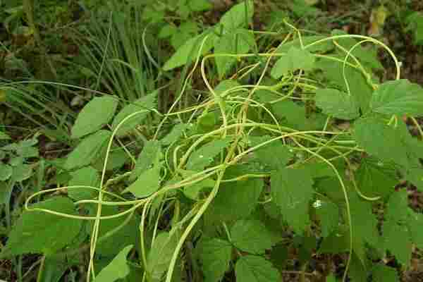 菟丝子种植技术和产量(菟丝子种子价格及种植方法)